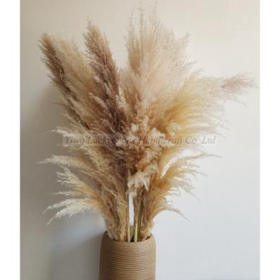 China LF702 Home Decoration Artificial Pampas Grass Pampas Grass For Wedding Decoarions for sale