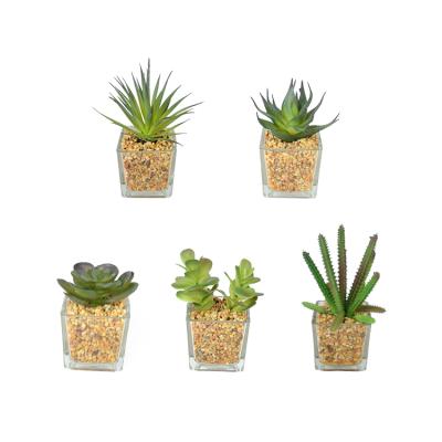 China Real Touch Mini Artificial Succulent Succulent Plants Glass Custom Home Office Decoration for sale