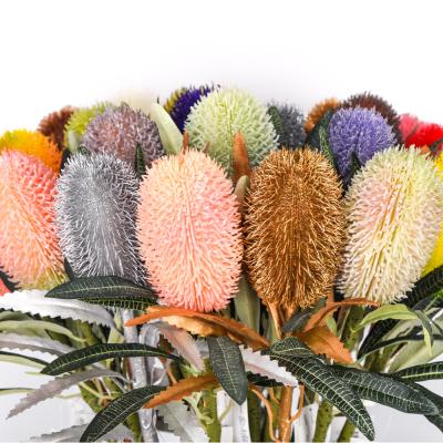 China Tropical plant banksia protea plastic decorative artificial contact dry banksia flowers true for sale