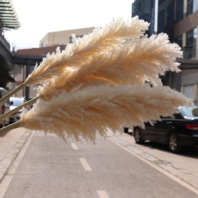 China Real pampas dried decorative pampas grass for wedding occasions for sale