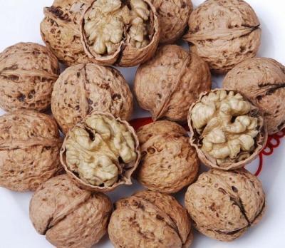China Chinese Yunnan Factory Professional Supply Dried Agricultural Product Dried Shell Raw Unbleached Walnut for sale