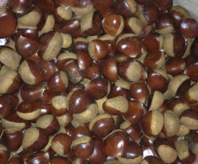 China Chinese Food Crop 2017 New Fresh Chestnut In Shell Sales In Low Price for sale