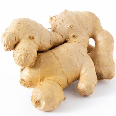 China fresh fresh ginger for sale