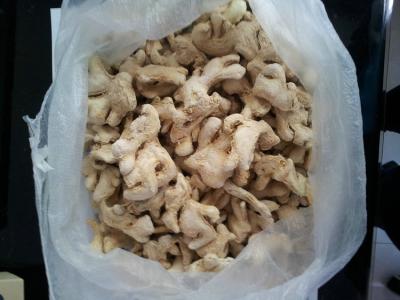 China Good quality agricultural product fresh varieties of ginger for sale for sale