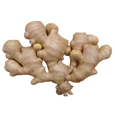 China Good quality undamaged plump clean yellow color chinese fresh ginger for sale