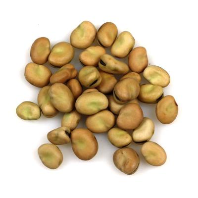 China Dry broad bean for sale