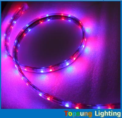 Chine Vente à chaud 5050 smd 60LED/m bande bleue à LED flexible 110V bande LED CA à vendre