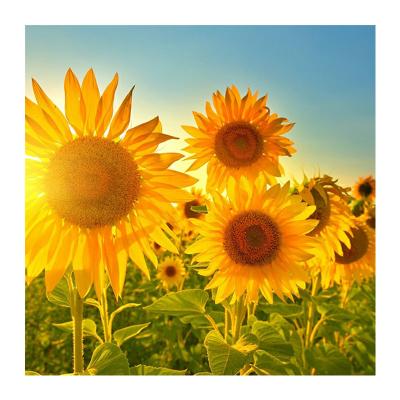 China Wholesale Waterproof+ECO-Friendly DIY High Quality Home Decor Painting 5D Diamond Painting Sunflower for sale