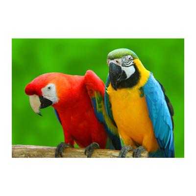 China Waterproof+ECO-Friendly Wholesale DIY Home Decoration Diamond Art Painting Bird Parrot 5D Diamond Painting Mosaic for sale