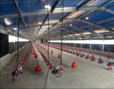 China Modern broiler poultry farm design and construction for sale