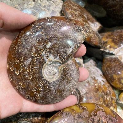 China Wholesale Natural Conch Fossil Mineral Specimen Europe Snail Ammonite Home Decoration for sale