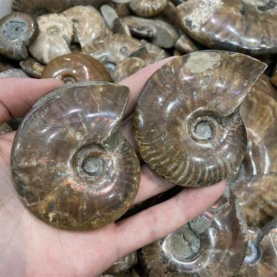 China Wholesale Natural Europe Black Ammonite Fossils Polished Fossil Home Decoration for sale