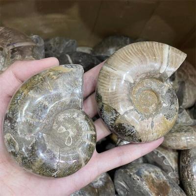 China Europe Natural Nautilus Conch Ammonite Fossil Fossil Pieces For Home Decoration for sale