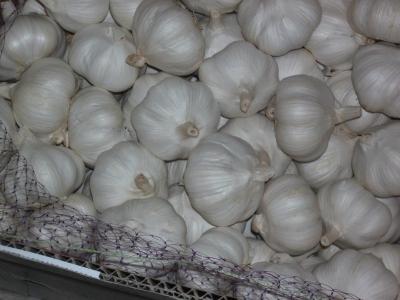 China Fresh pure white garlic packed in 10 kg net carton for sale