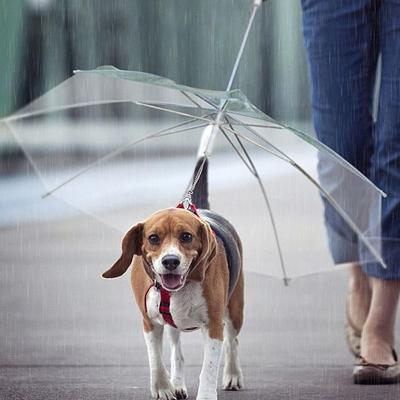 China Viable Hot Sale Folded Pet Umbrella Transparent Dog Umbrella for sale