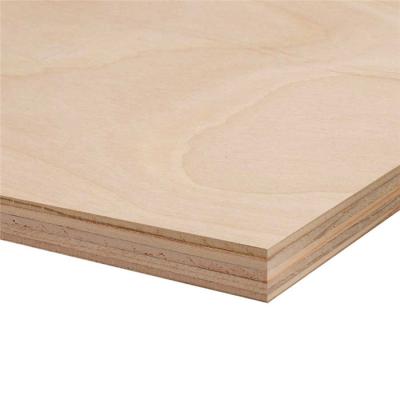 China Modern birch faced plywood 3-28mm UV coading poplar plywood / eucalyptus core plywood for furniture / construction for sale