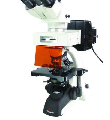 China Professional histology/microbiology binocular fluorescence microscope led microscopes for sale for sale