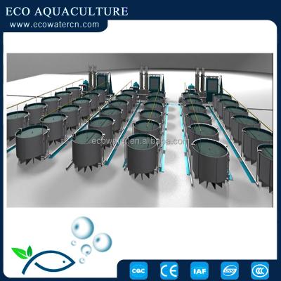 China Saltwater Freshwater Fish Farm Indoor Fish Farm RAS Recycling Aquaculture System for sale