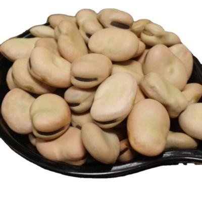 China Dried Dry Mainland Product Broad Beans Original Taste And Full Of Nutrition for sale