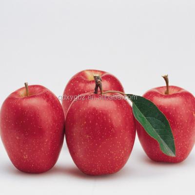 China NC Fuji Apple Awards Best Fresh Red Fuji Apple Fresh Fruit; SHN Gift Packing 0.4 Kg Dry Fried Sweet 90% Organic Culture 9cm for sale