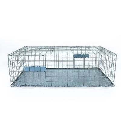 China Viable Collapsible Live Pest Bird Pigeon Magpie Cage Trap Humanitarian Bird for sale