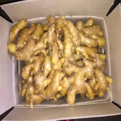 China Hot Selling New Fresh Fresh Cultured Ginger In Middle East Market for sale