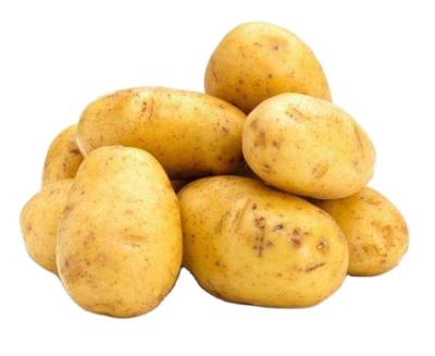 China 100% Popular Organic Fresh Potato Export Vegetable Wholesale Price for sale