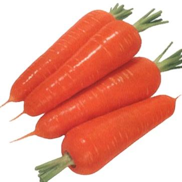 China Fresh Umbelliferous Vegetables Produce Type And Carrot With Good Quality for sale