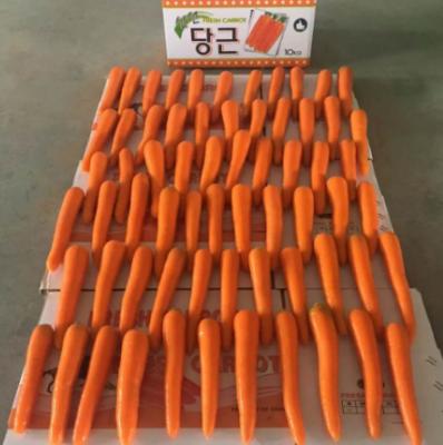 China 2020 fresh fresh sweet carrot for export for sale