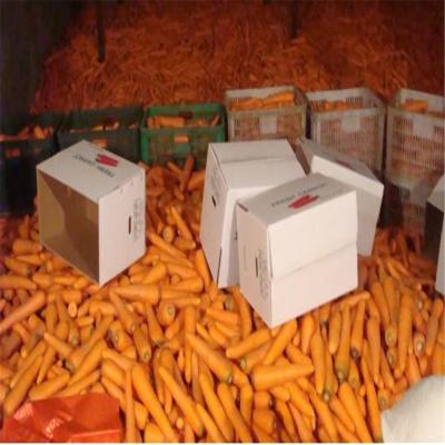 China China Best Fresh Fresh Carrot Wholesale Price for sale