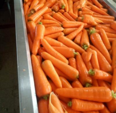 China China Fresh Fresh Carrot Red Carrot for sale