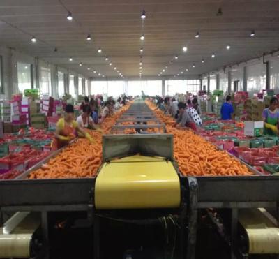 China 2020 fresh new crop carrot fresh export for sale