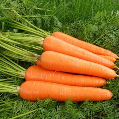 China China fresh fresh carrot for wholesale for sale