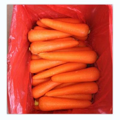 China Fresh fresh 2021 crop carrot in china for sale