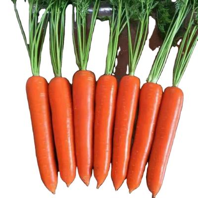 China Shandong fresh new cultivation fresh carrot for sale