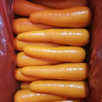 China Fresh made in china fresh new season carrot for sale for sale