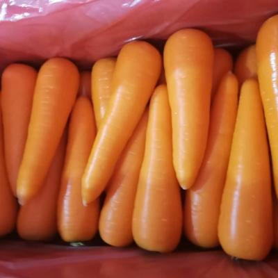 China China Supply Fresh Carrot Bulk Fresh Red Carrot for sale