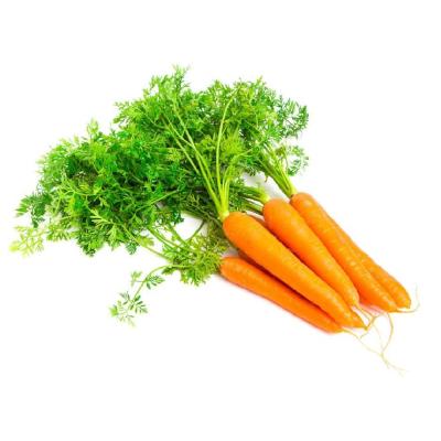 China Fresh Carrot Chinese Fresh Carrot Red Carrots for sale