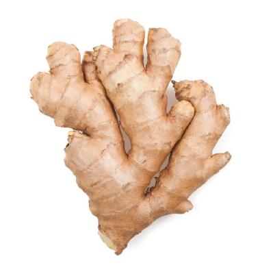 China Fresh Air Ginger Chinese Fresh Dry Ginger with GAP ready for export for sale