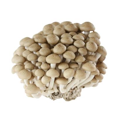 China Fresh Chinese Hypsizygus Marmoreus Mushroom with Lowest Price for sale