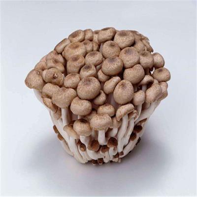 China Fresh Hypsizygus Marmoreus Mushroom with Good Price for sale