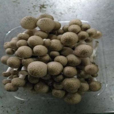 China Fresh Hot Sale Hypsizygus Marmoreus Mushroom for sale