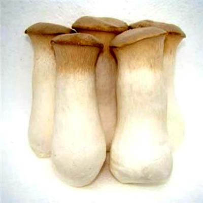 China Fresh fresh China pleurotus eryngii sell in large quantity. for sale