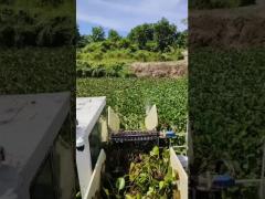 Working video for cutting water hyacinth and transporting to the shore