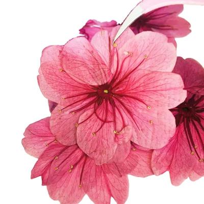 China 12pcs Festival Dried Cherry Blossoms For DIY Candles Nail Decoration Relief Flower Handwork Plants Material Natural Plant Wholesale for sale