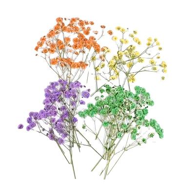 China 8pcs Festival Gypsophila Dried Flower For DIY Phone Cases Soap Candles Bouquet Hand Embossed Real Flower Combination Plant wholesa for sale