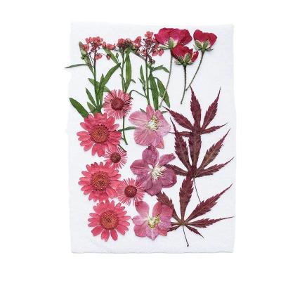 China Festival 12pcs Mixed Flower Set DIY Plants Photo Frame Soap Phone Case Embossing Glue Relief Plant Dry Handmade Natural Wholesale for sale