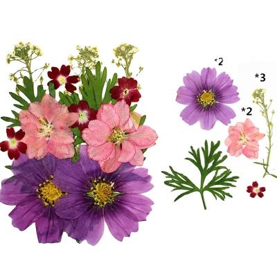 China 12pcs Festival Dried Flower Embossed MIX Crafts Mirror Soap Making Nail Decoration Natural Plants Real Flower Plant Wholesale for sale