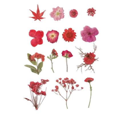 China 15pcs Festival Dried Flower Drop Glue Real Flower Herbarium Package Makeup Handmade Material China Factory Wholesale for sale