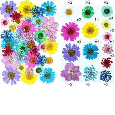 China 33-50pcs Festival Mixed Plants Set Handmade Natural Photo Relief Glue Phone Case Flower Soap Embossing Dry Embossing FrameFactory Wholesale for sale